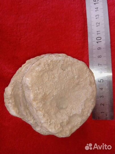 Окаменелость Губка-Коралл