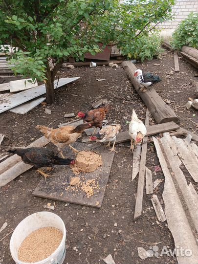 Бойцовые куры породы хинт турецкий