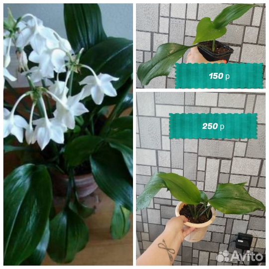 Комнатные растения цветы