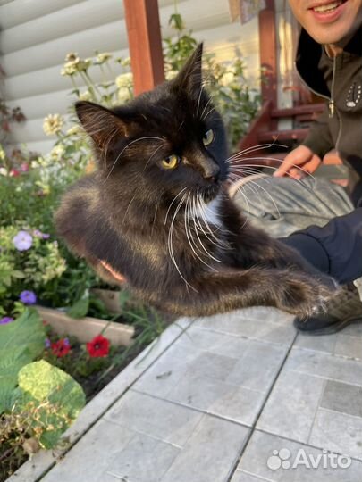 Найден котенок