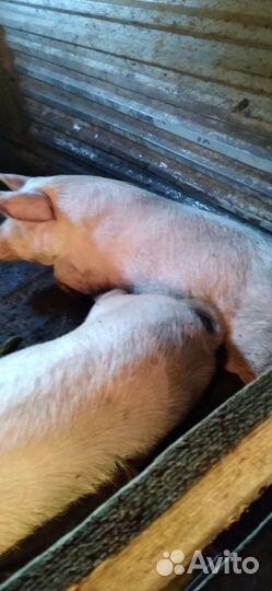 Поросенок ландрас