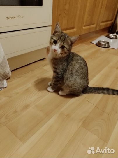 Котенок спасеныш