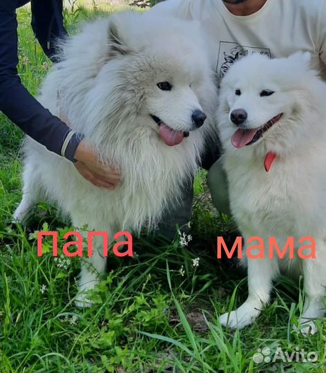 Щенки самоеда