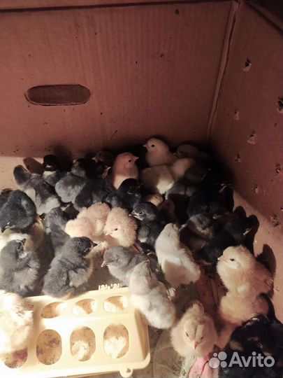 Цыплята кур несушек