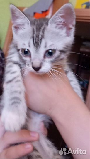 Котёнок