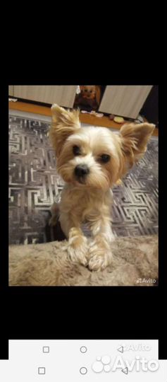 Щенки бивер йорка