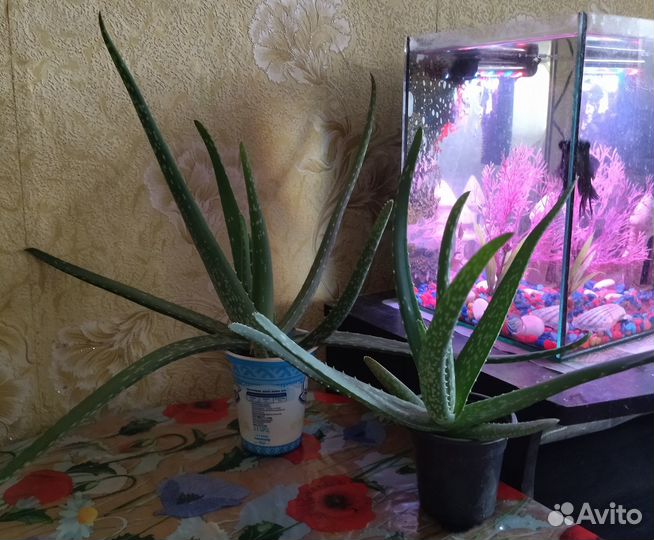 Алоэ вера лечебный