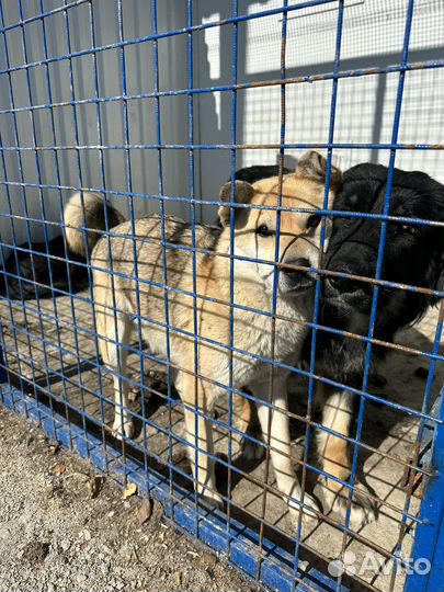 Метис сиба ину в опасности