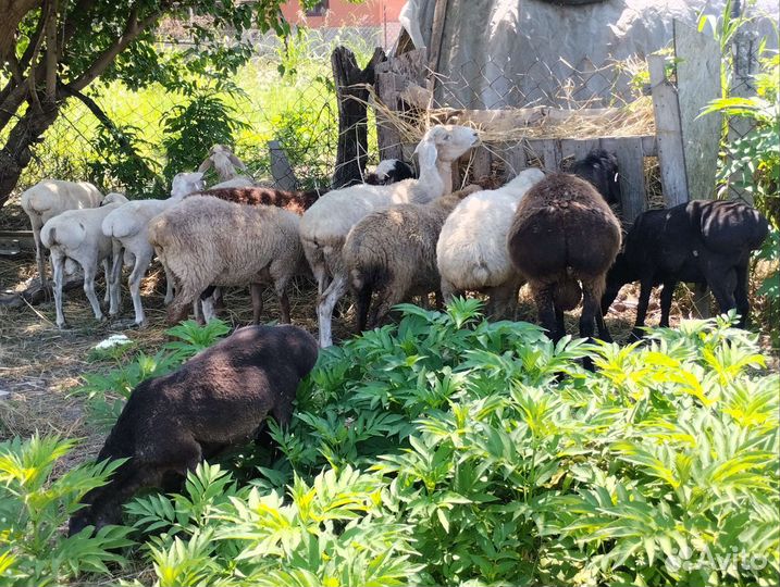 Овцы бараны ягнята
