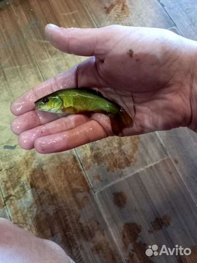 Линь (Живая рыба 24/7 )