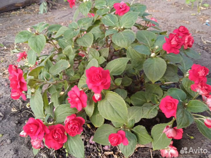 Бальзамины сортовые