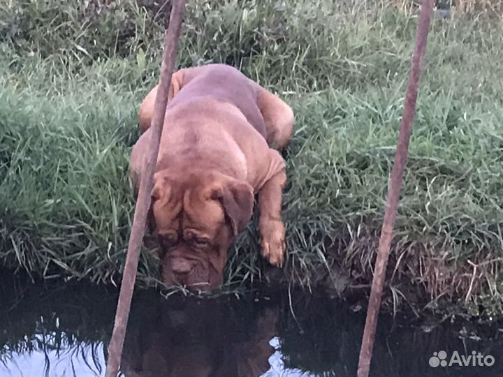 Бордоский дог. вязка