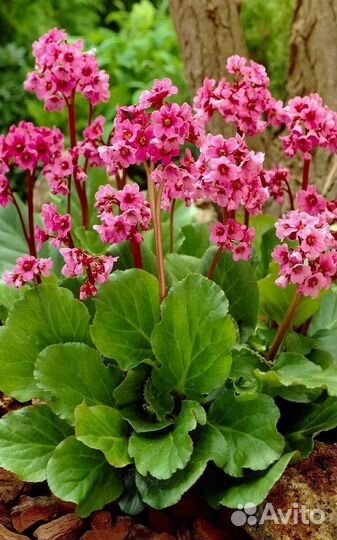 Цветы бадан