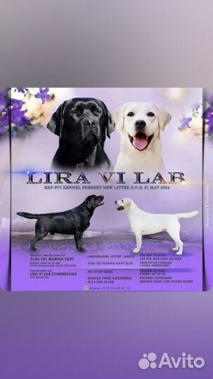 Щенки Лабрадора ретривера