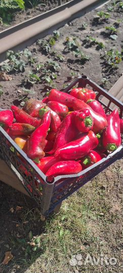 Семена перца