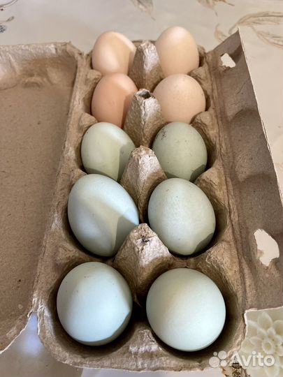 Яйцо куриное