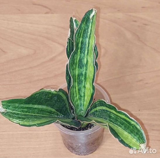 Сансевиерия Мacrophylla var Макрофилла