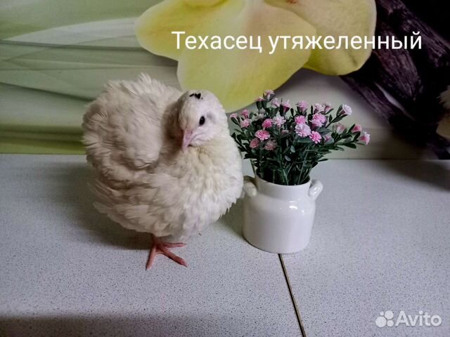 Перепела несушки