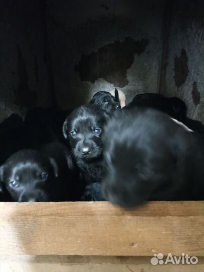 Лабродетки