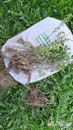 Кизильник блестящий окс