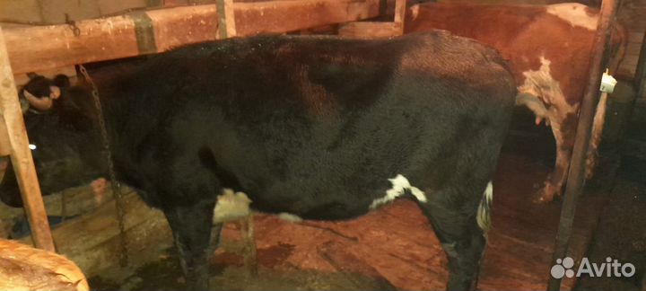 Коровы и телки стельные