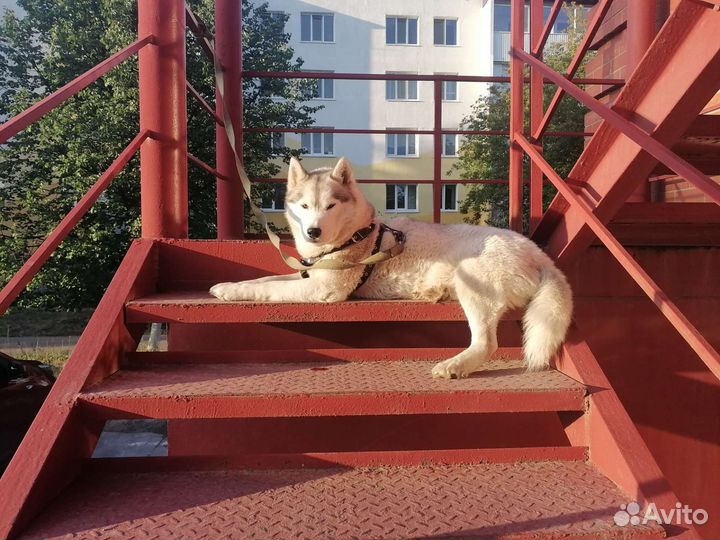 Случка собак