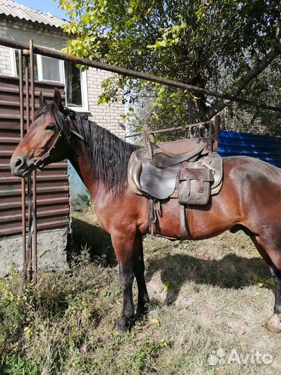 Лошадь жеребец