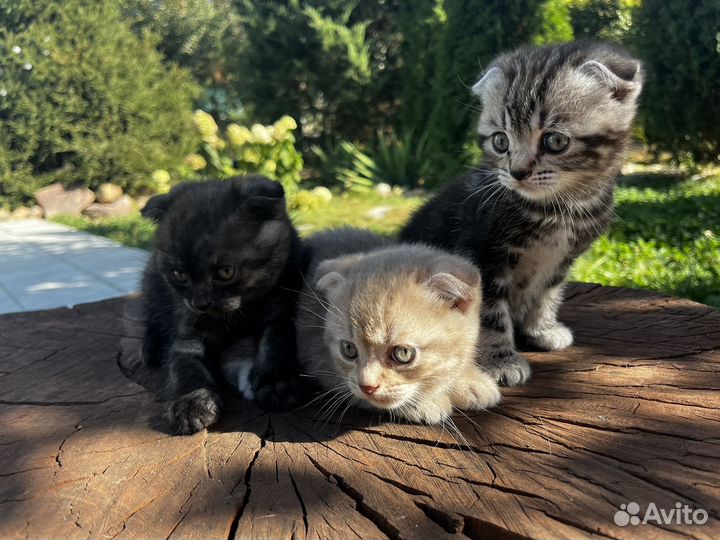 Вислоухие котята