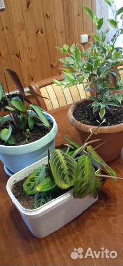 Комнатные цветы