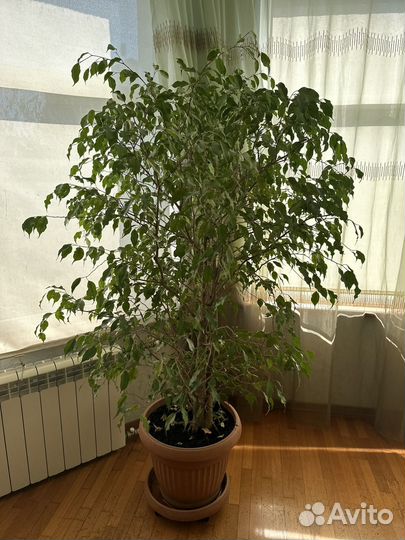 Фикус бенджамина