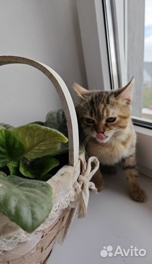 Котёнок