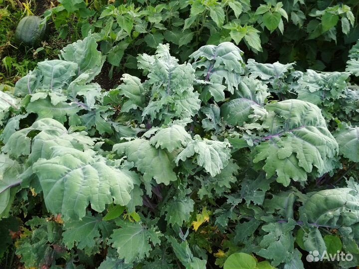 Капуста кале (кейл)