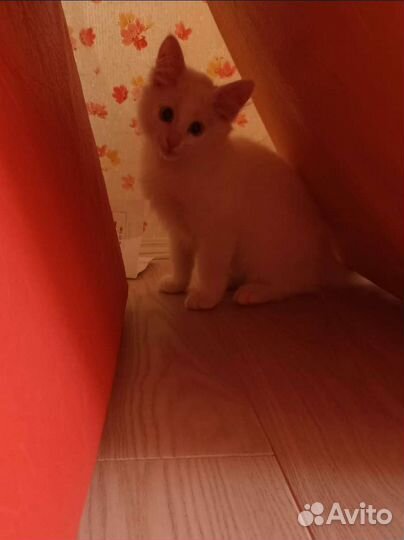 Котенок в дар бесплатно