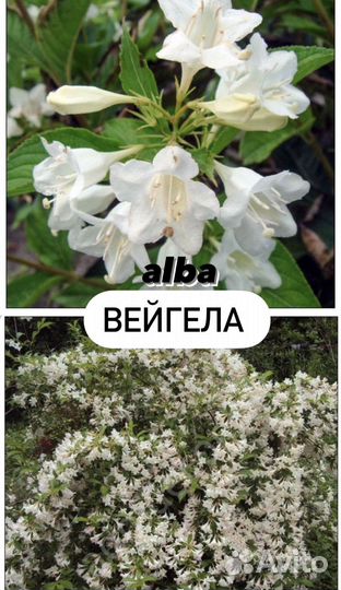 Вейгела Альба
