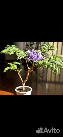 Жакаранда или Фиалковое дерево