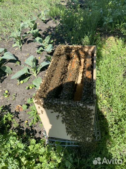 Натуральный мёд, без примесей и добавок