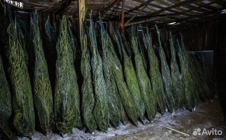 Ель новогодняя живая