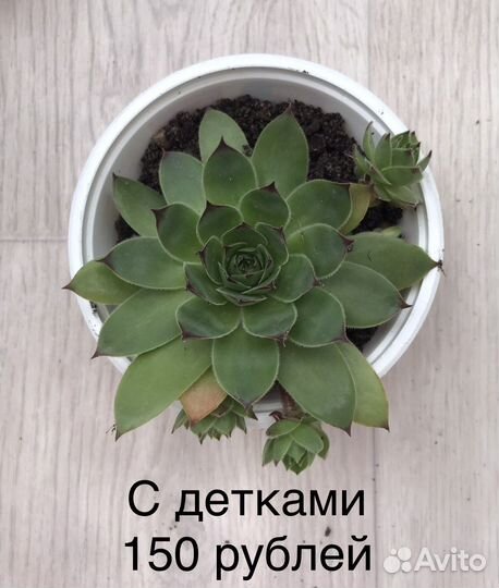 Каменная роза