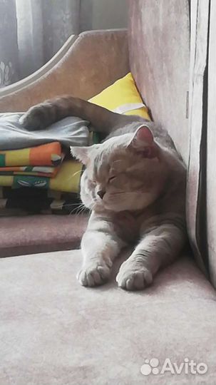 Шотландский кот вязка