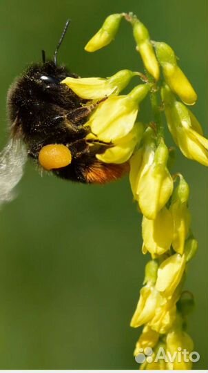 Семена клевера, фацелии, донника