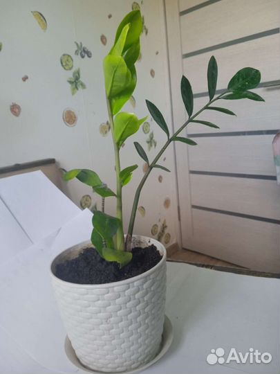 Замиокулькас (долларовое дерево)