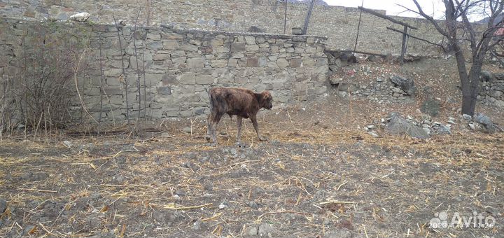 Телята бычки