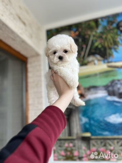 Мальтипу мишка умка микро ф1