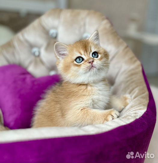 Британский малыш в любимцы или разведение