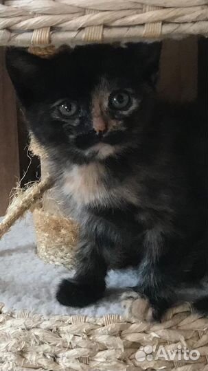 Норвежская лесная котята