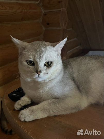 Кот вязка