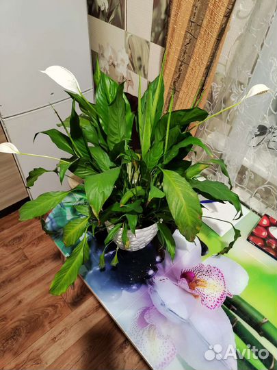 Спатифиллум