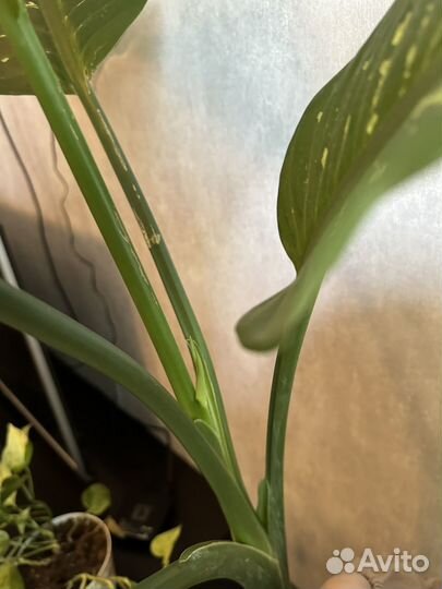 Диффенбахия