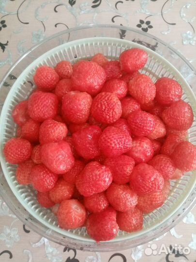 Рассада клубники