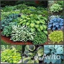 Хоста(50 видов)